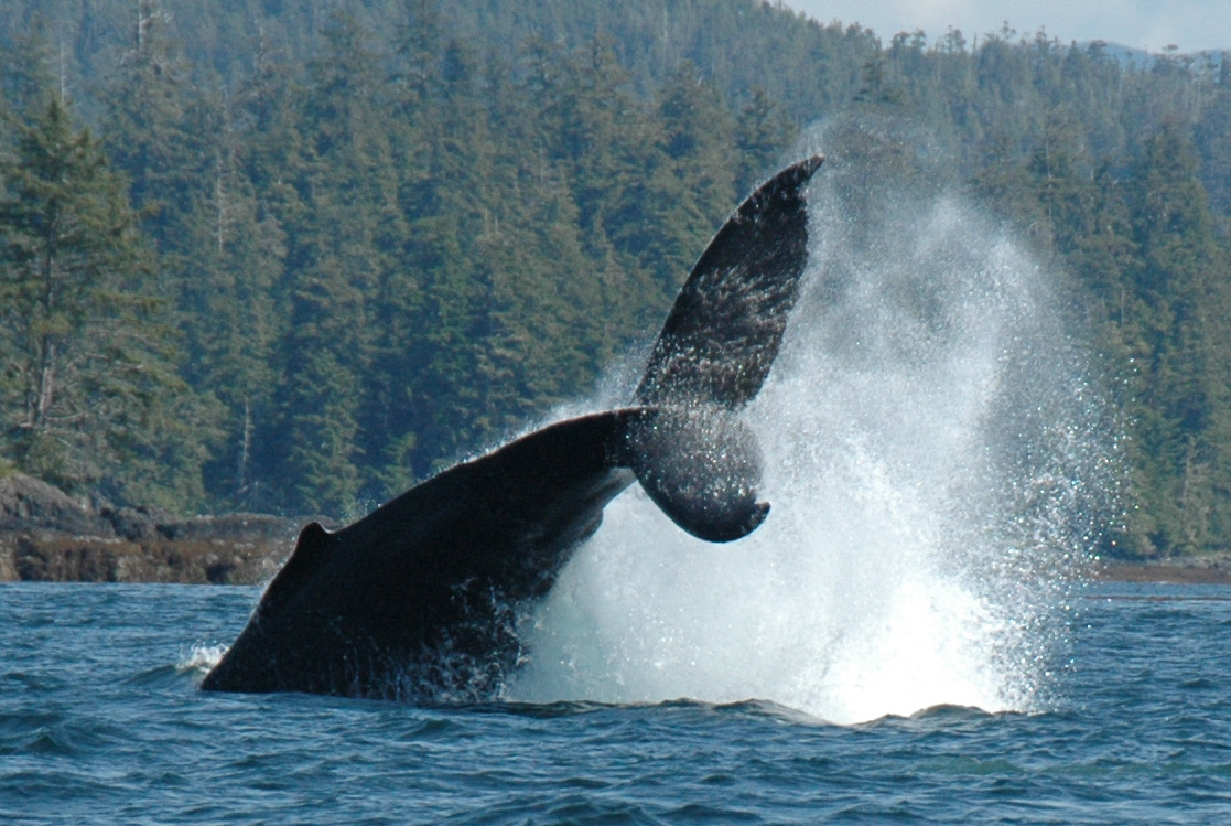 prince of wales whale watching