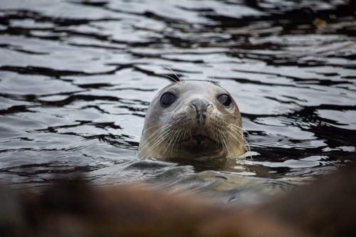 An,Adorable,Harbor,Seal,Peeking,Its,Head,Out,Of,Water